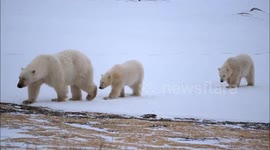 Polar Bears