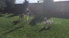 Dog’s sheer joy playing with a sprinkler will have you smiling ear to ear