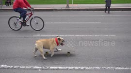 Skateboarding dog stuns onlookers in Bogota, Colombia