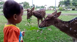 kids give deers a leaf make he very happy