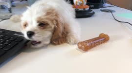 Cavachon Puppy chooses keyboard over bone