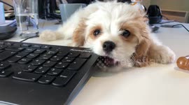 Cavachon Puppy chooses keyboard over bone