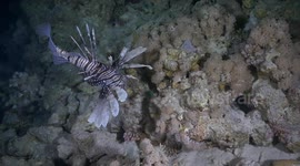 Lion fish in the night dive hunting a little fish in slow motion