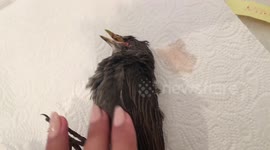 Good Samaritan in France tenderly rescues bird from certain death