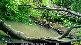 Pileated Woodpecker 9Aug2018