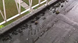 Thunderstorm with Large Hailstones