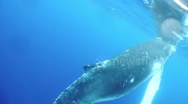 Frisky Whale