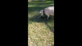 ButterCup - What was that!???