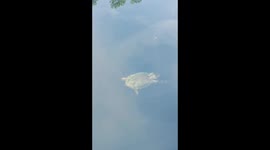 Turtle in pond