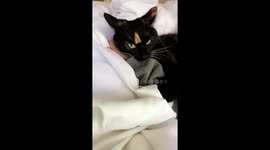 Lord of the Cats