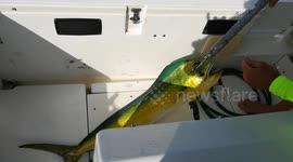 Coryphen Dorado in Indian Ocean