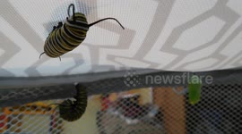 Monarch Three Stages of Transformation Larvae J Pupa