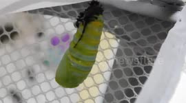Amazing Monarch Caterpillar's J Dance then turns into Pupa in front of my eyes