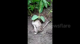 Live rat found with soya bean plant growing from body