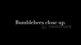 Close up in slow motion of harvesting bumblebees.