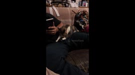 What is this cat doing?