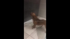 Dog trying to bite water