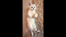 Sleepy Kitten