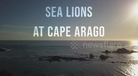Cape Arago Oregon and Sea lion aerials