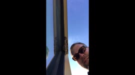 Wasps lose vs. Man who thinks he’s a bear