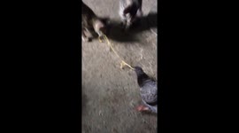 Real-life 'Lady and the Tramp'! Pigeon and cat share noodles together