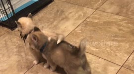 When you try to show that you are a big brother