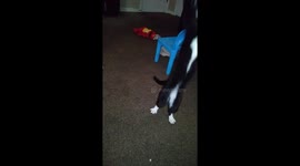 Miracle playing
