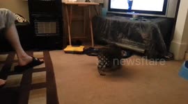 Cat chasing it's tail