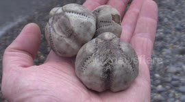 Mysterious sea creatures wash up on Cornish beach