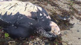 Dead leatherback turtle washes up on Cornish beach