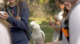 Energetic Sulphur Crested Cockatoo Playing Around in a Crowd of People