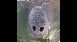Wonderful moment endangered manatees interact with canoeist