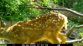 fawn close to camera 9Aug2018