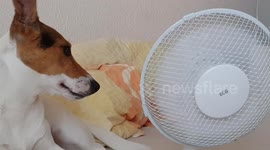 Heatwave and dog's solution