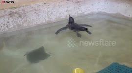 Penguin chick takes its first swimming lesson