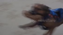 Crazy Staffy Dog Antics on the Beach