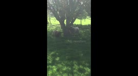 Sheep versus tree
