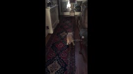 Funny Dog Walk (featuring the Worlds Worst Sheepdog)