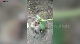 This shocking footage shows a rat with a sapling growing on its back