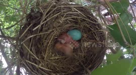 AMAZING FOOTAGE OF 1-HOUR OLD ROBIN HATCHLINGS