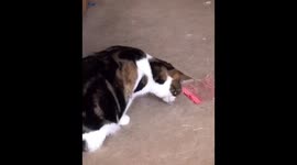 Cat vs. ice cube