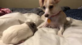 Millie the dog really wants to befriend this guinea pig
