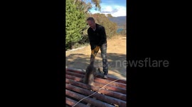 Newsflare Edit - Saving a Kangaroo form Cattle Grid
