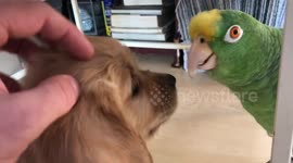 This is what happens when a golden retriever puppy meets a parrot