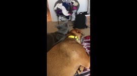 Cat grooms his dog best friend
