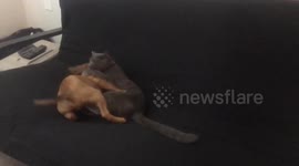 Kitten & puppy love wrestling