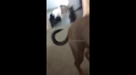 Cat tries to rescue owner from dog bite