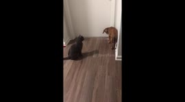 Cat comforts sad puppy locked out of owner's room