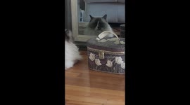 Vain kitty loves his image