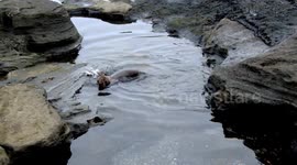 Baby sealion practicing swimming